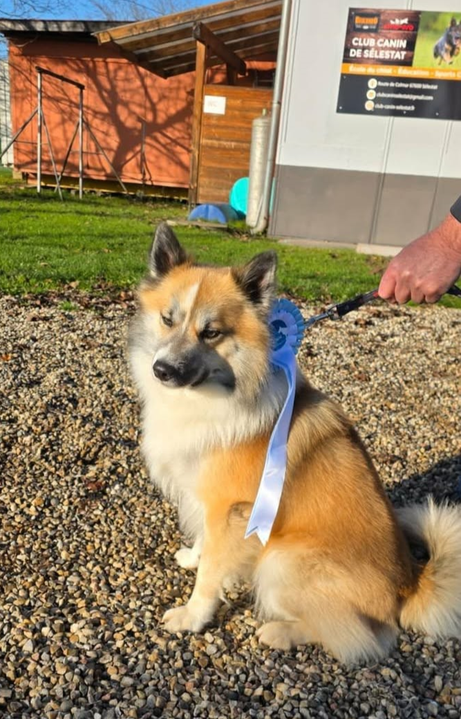 Ulysse Du Domaine De Leimgraben