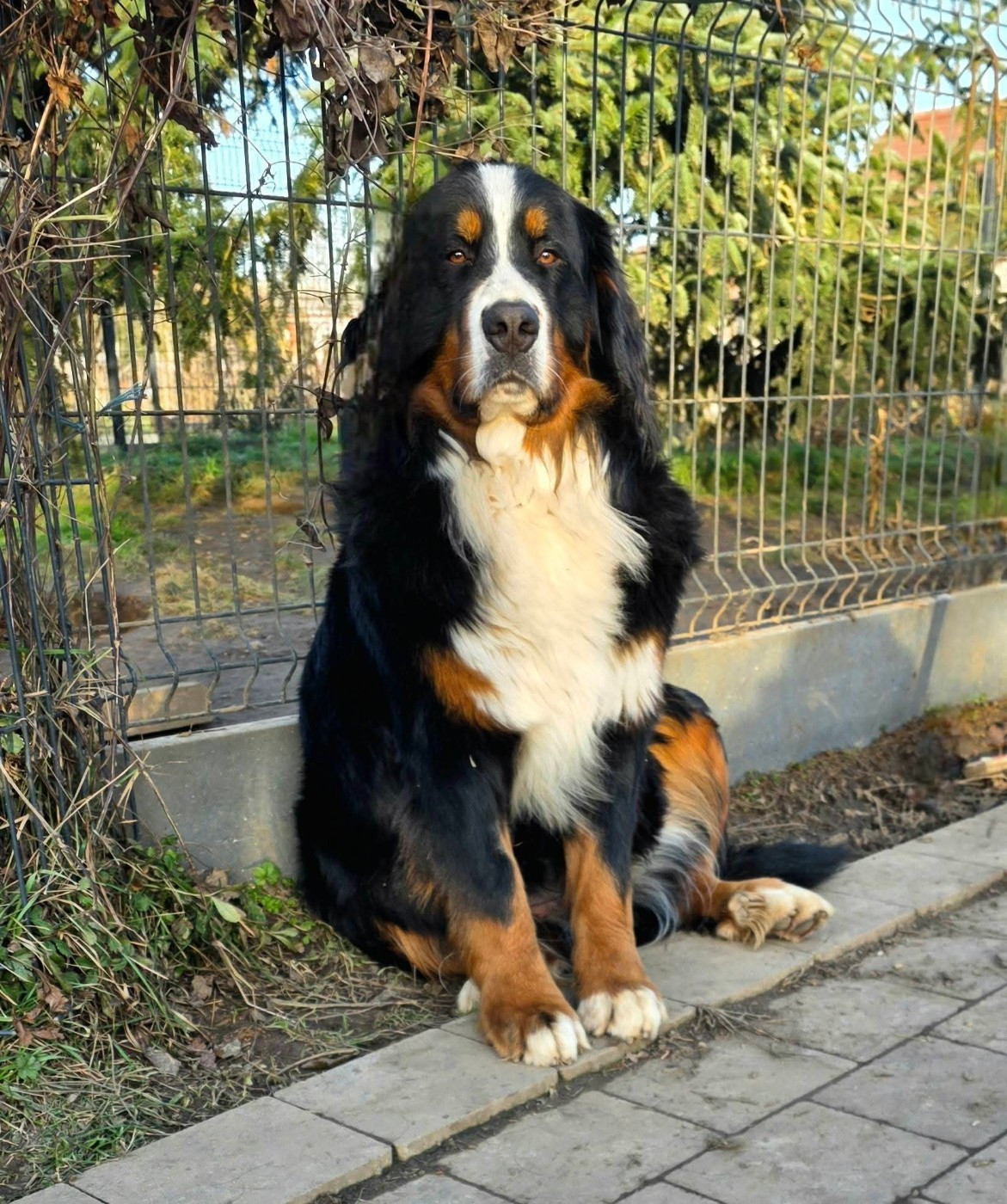 Vénus  Du Domaine De Leimgraben